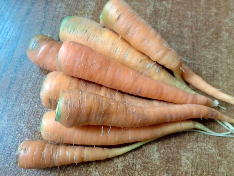 Sprzedam marchew pastewną