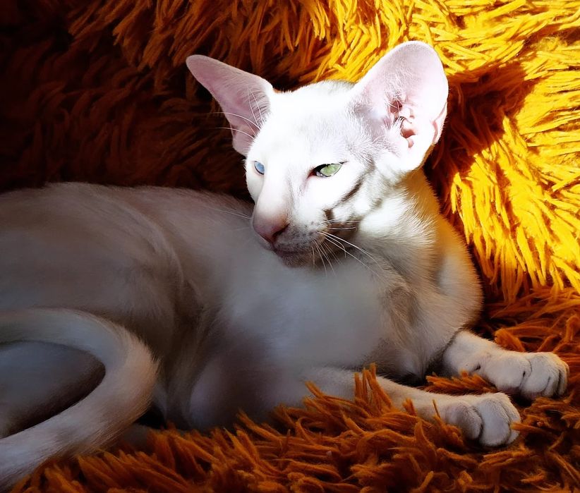 Ориентальные котята