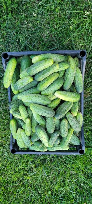 10kg ogórka sprzedam