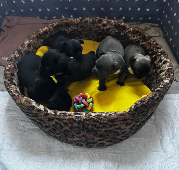 Бульдожки  в пошуках домівки