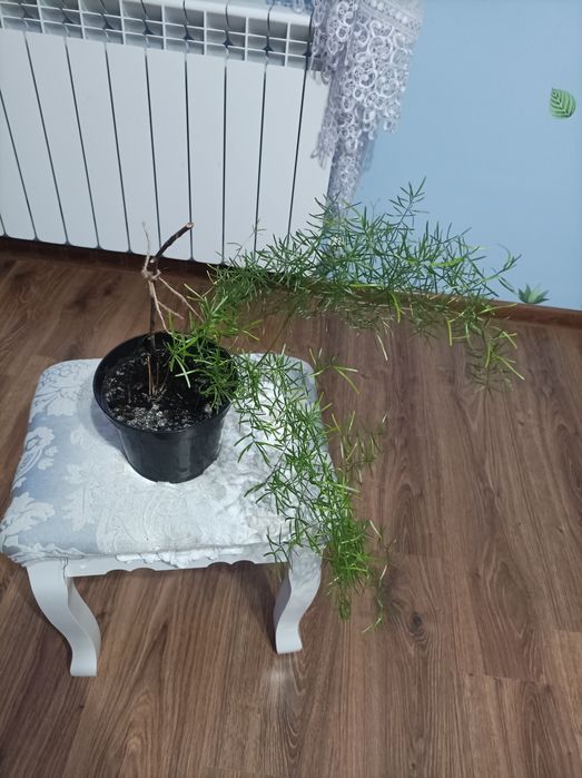 Piękny kwiat Asparagus