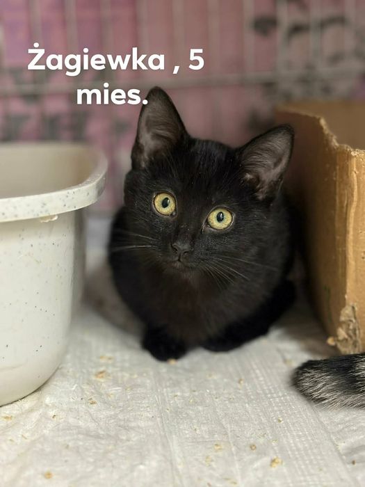 Kocięta szukają domu