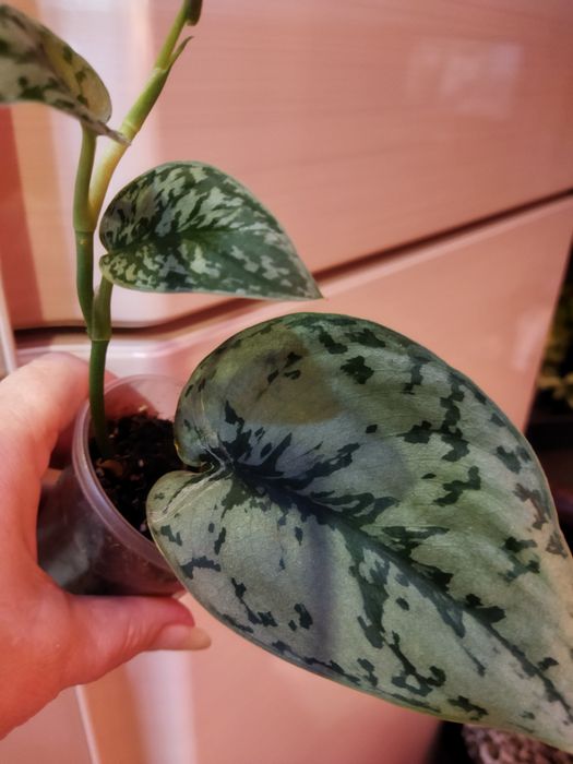 Сортовые эпипремнум, сциндапсусы.