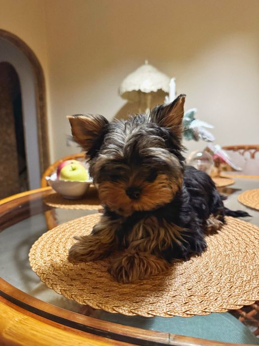 Йорк міні хлопчик преміум