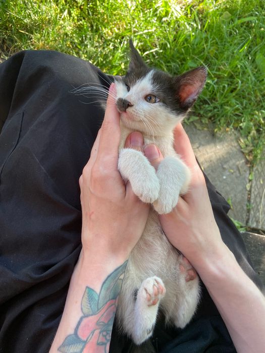 Котики шукають дім