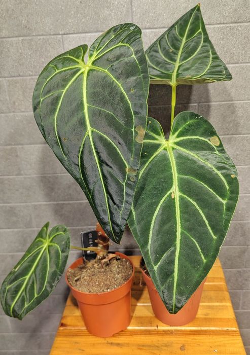 Антуріум  Регал.