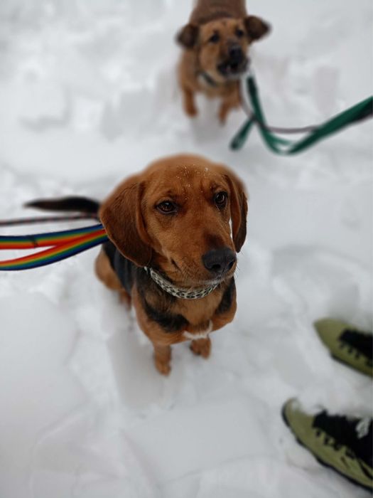 Kłapoucha, pogodna i energiczna Beza