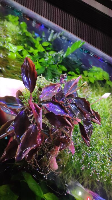 Буцефарандри неймовірно яскраві эхBucephalandra cf. motleyana Black Pu