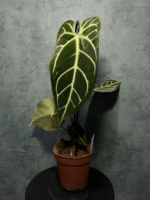 Anthurium Crystallinum X Regale  (Anthurium regale)