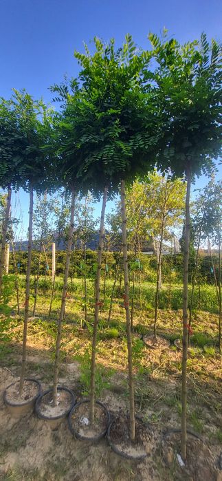 Akacja / Robinia umbraculifera  pa 210-220  i pa 110- 125  obw 10-12 u