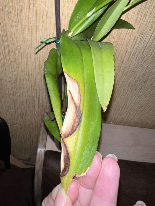 Орхидея. Дендробиум Dragon King.