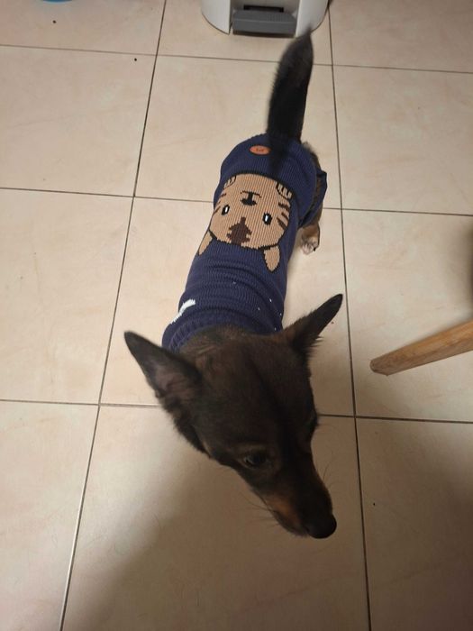 Doação cão canideo de porte pequeno acostumado a casa