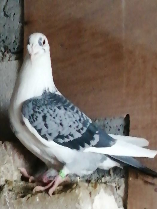 golebie staropolskie