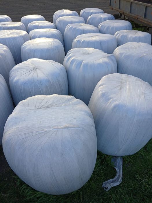 Sianokiszonka siano lucerna