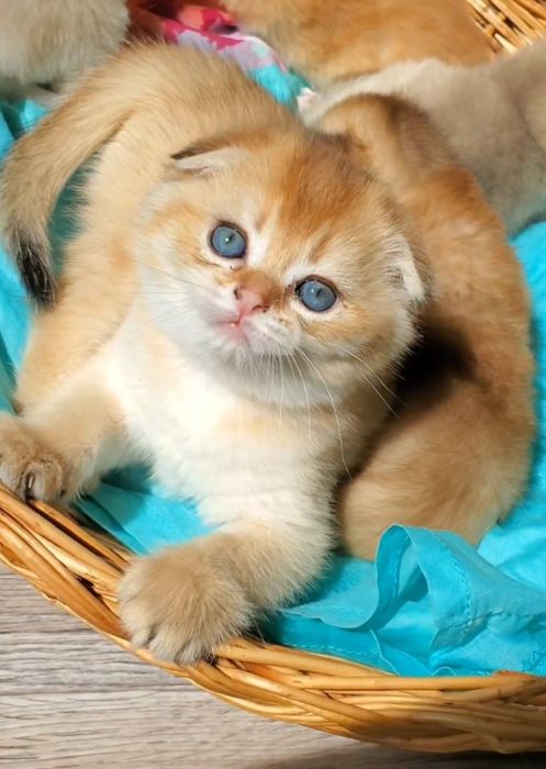 Ласковые и ручные котики золотая шиншилла