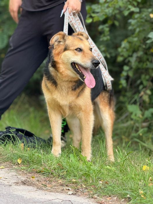 Najwspanialszy Ege szuka domu!