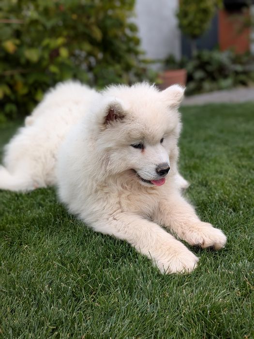 Śliczny Samoyed samiec
