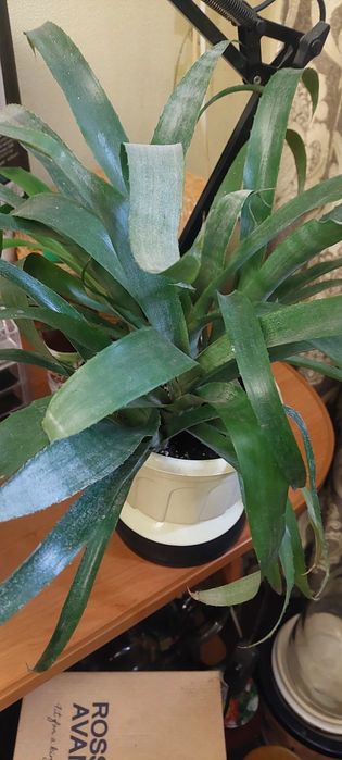 Сингониум пикси и рэд,бильбергия,шлюмбергера  ,эухариус,хлорофитум