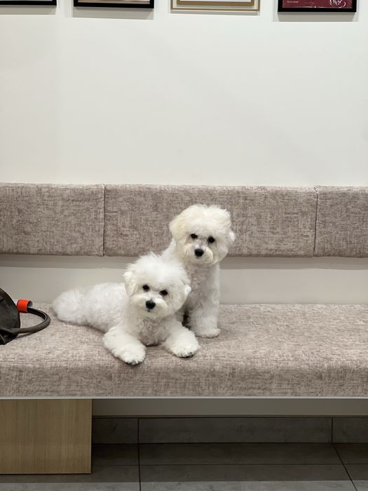 Бішон фрізе документи КСУ, FCI