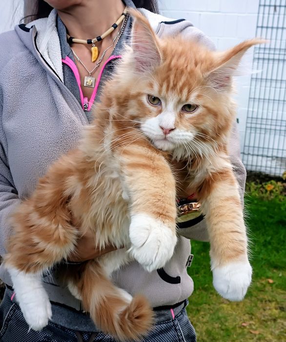 Samiec Maine Coon Uno