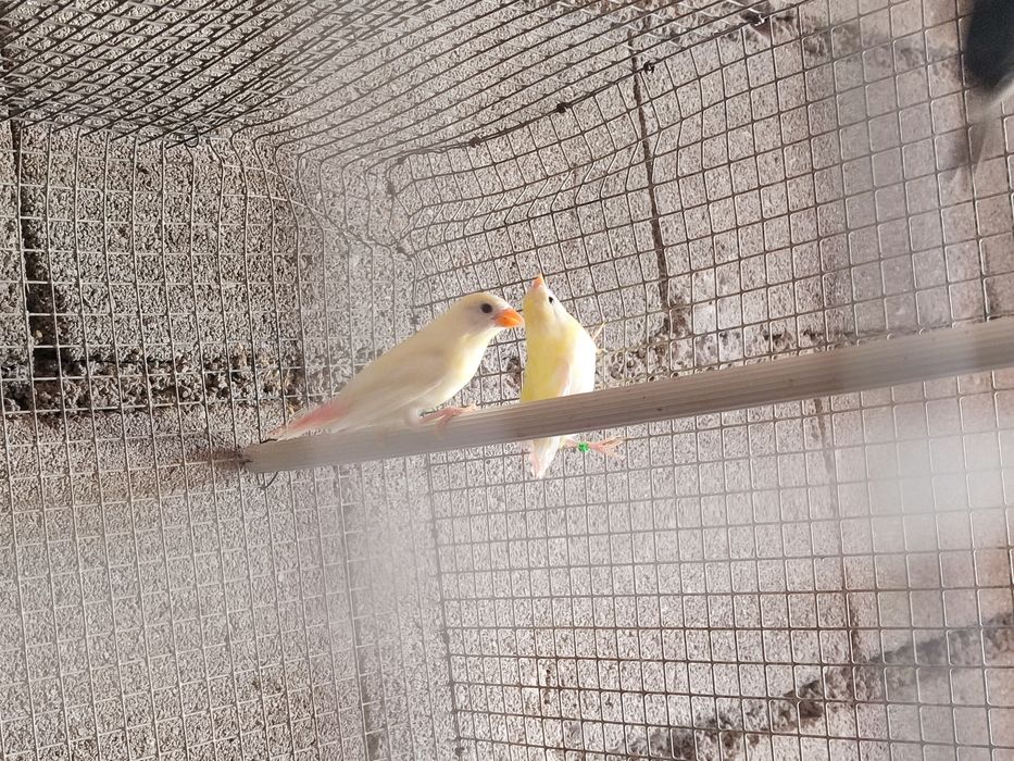Tricolor amarelo