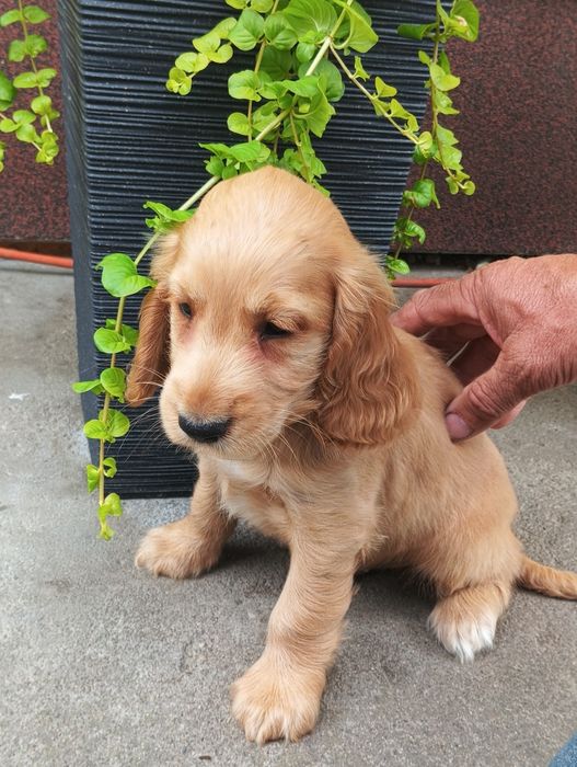 Piękne pieski Cocker spaniel