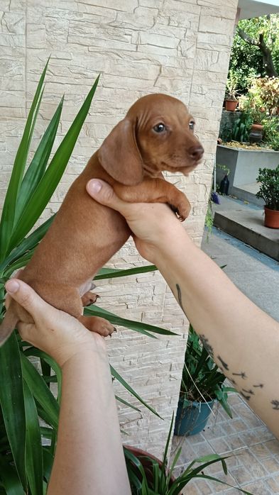 Teckel macho com microchip