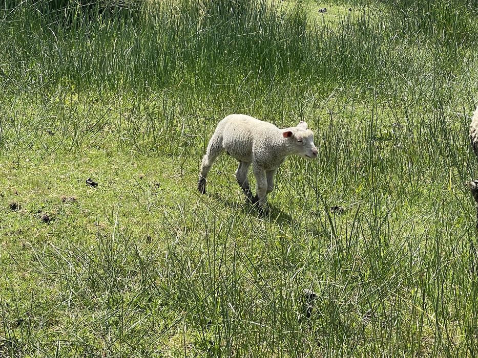 Borregos Ile France  (machos)