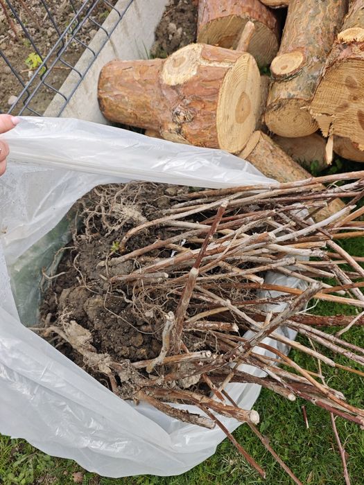 Sadzonki malin letnich