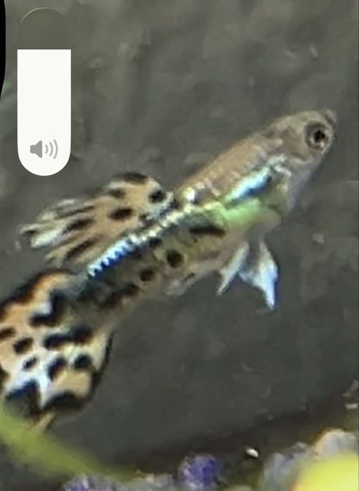 Guppys de varias especies