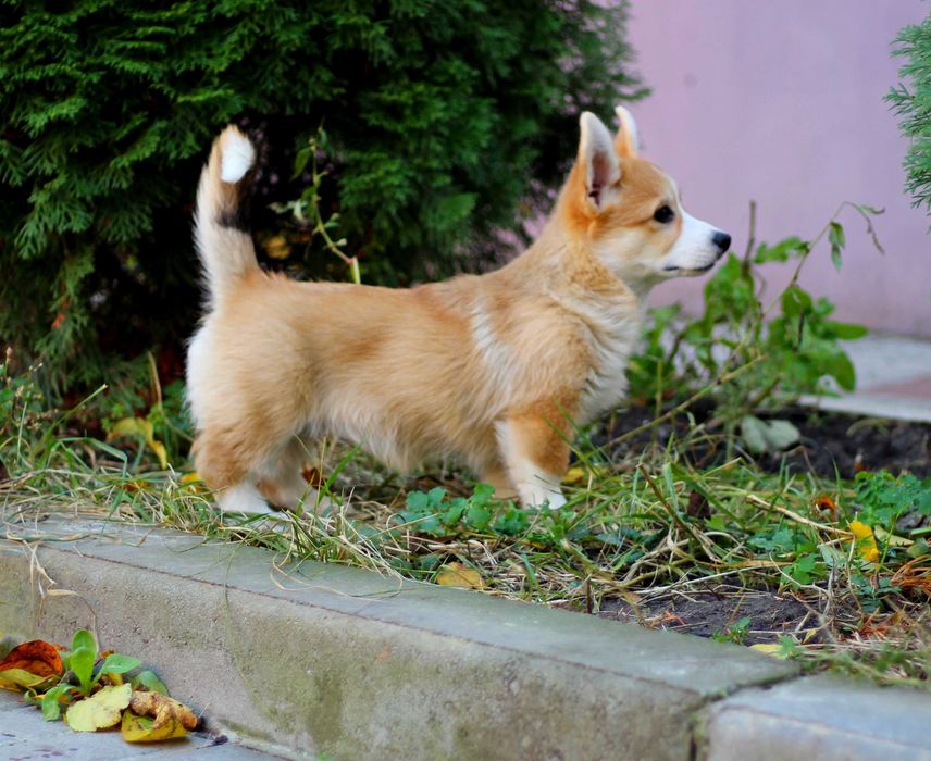 Шикарна дівчинка вельш коргі пемброк