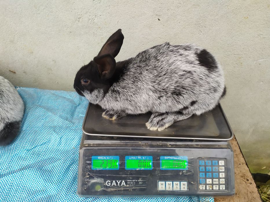 Продаю кролі Полтавське срібло