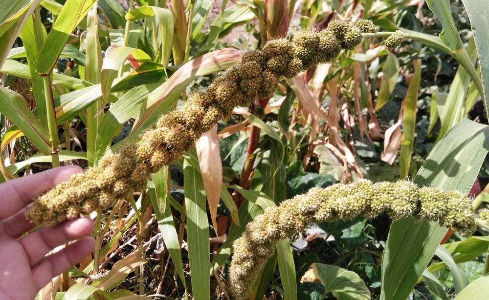 Milho painço amarelo em rama, biológico. Setaria italica