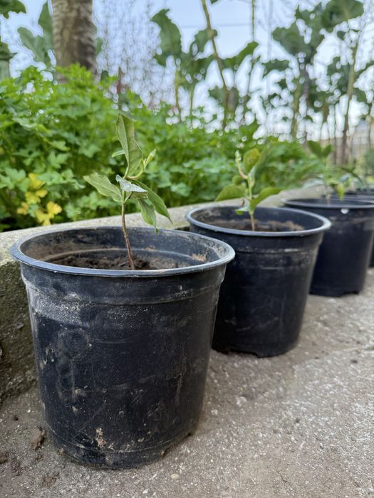 Loreiras em vaso para venda