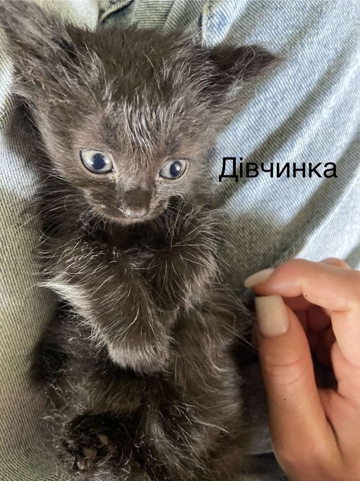Котики для котолюбителів