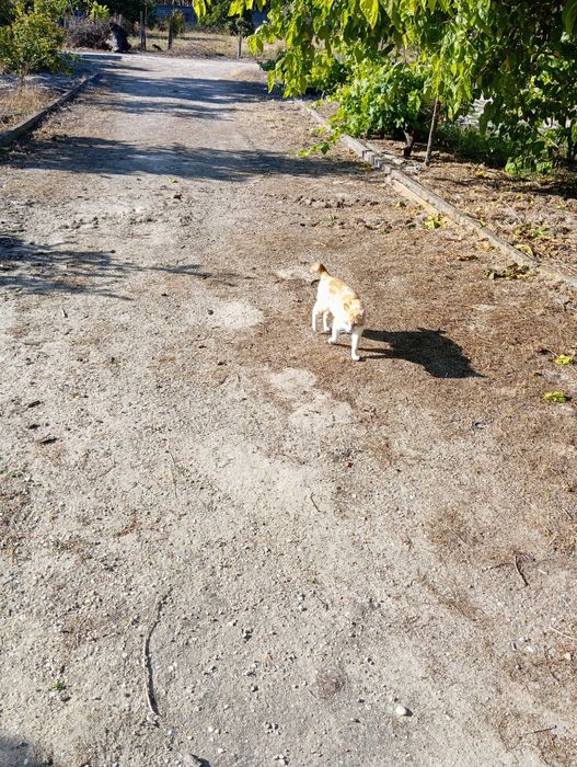 Gatinho Amarelo e Branco