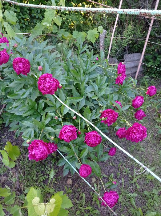 Продам пиони рожеві темнобордові .