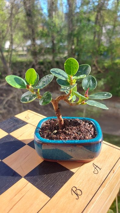 Ficus Panda Фикус Панда (Dollar ficus)