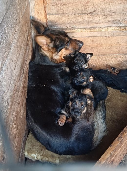 Цуценята німецької вівчарки