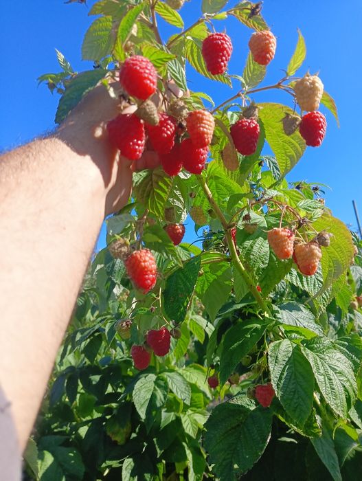 Sadzonki malin letnie i jesienne WYSYŁKA