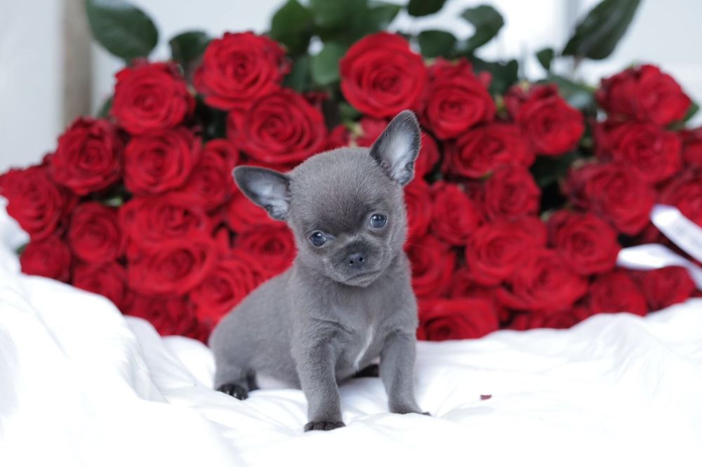 Chihuahua FCI chłopak  niebieski