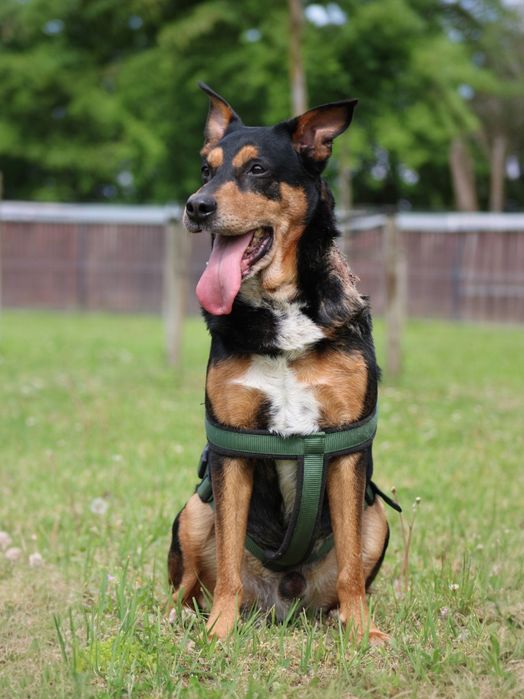 Odi - łagodny psiak, za człowieka odda całe serce! Do adopcji