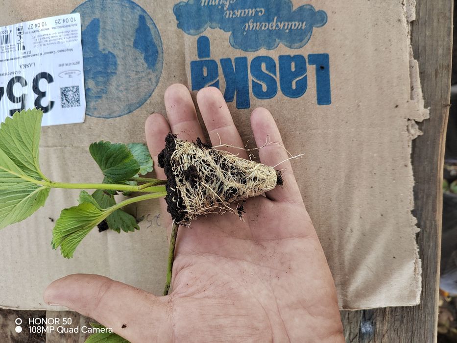 Продам саджанці полуниці