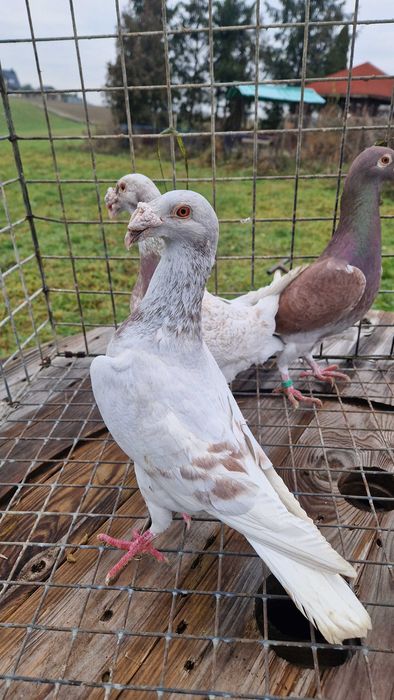 Gołębie staropolskie