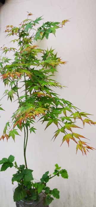 Acer- planta de jardim