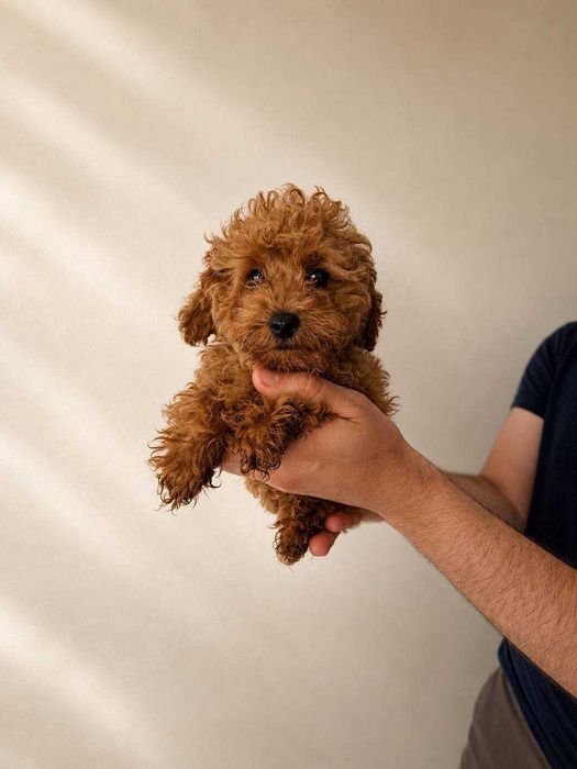 (!) Caniche Toy Mini Menino Disponível
