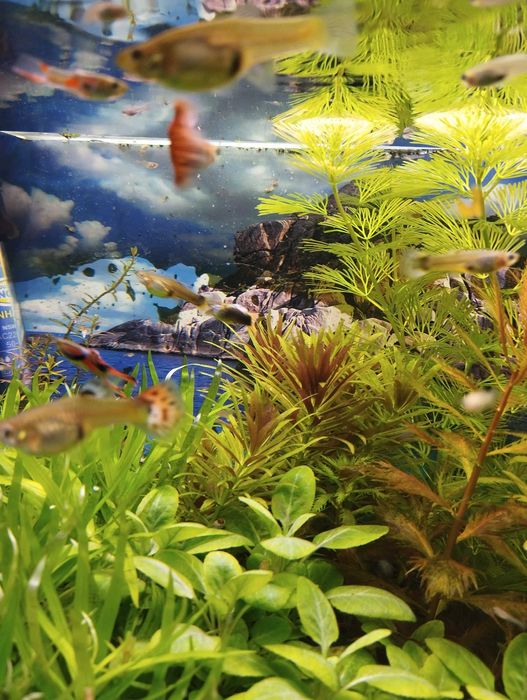 Gupiki endlerki dorosłe