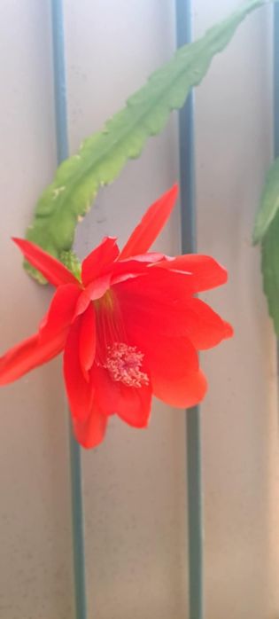 Epiphyllum ackermanii Red Tip