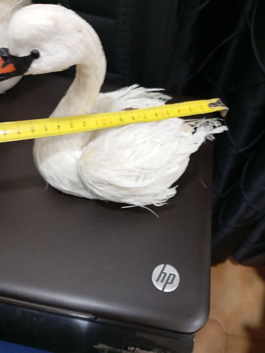 40€ Conjunto de 3 gansos com penas verdadeiras entrego em Rio tinto
