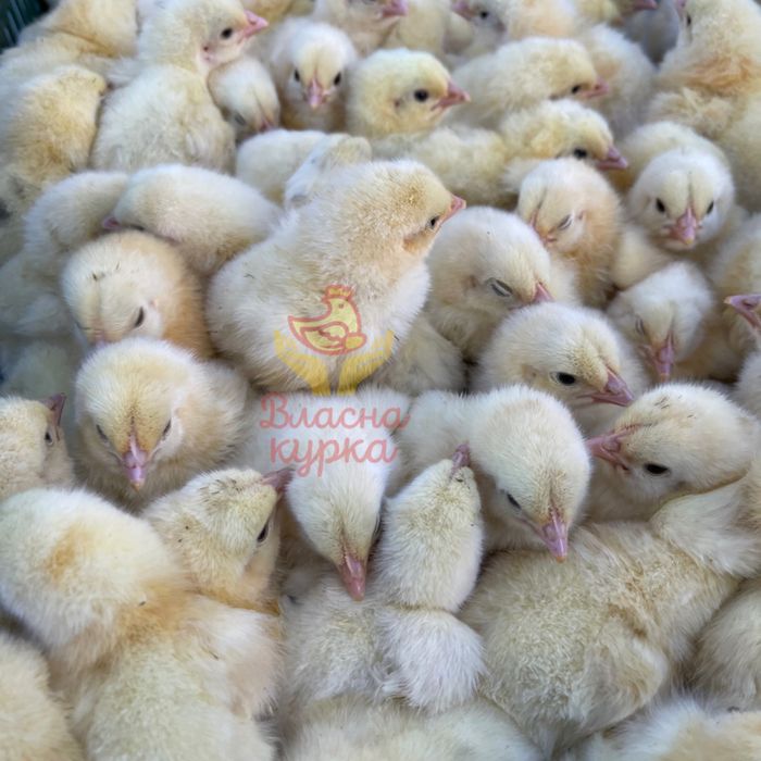 Добові курчата бройлера